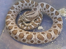 SHADOW male