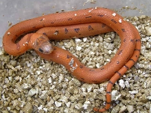 Leopard Orange L.m.thayeri