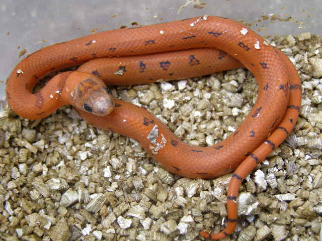 Leopard Orange L.m.thayeri