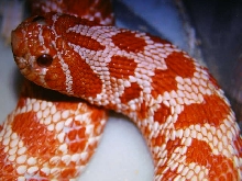 Extrem Red Albino