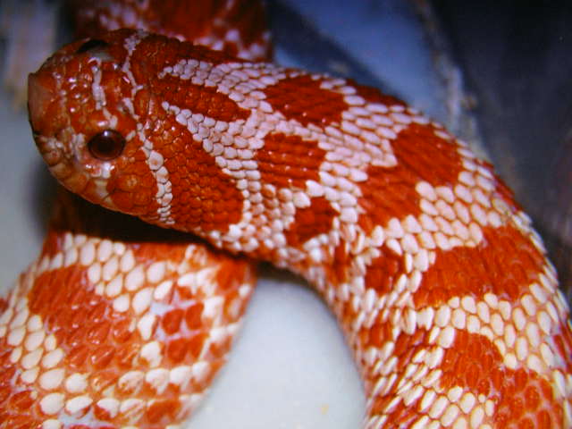 Extrem Red Albino