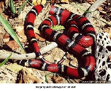 L.t.stuarti