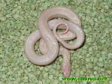 Amelano melanistic thayeri