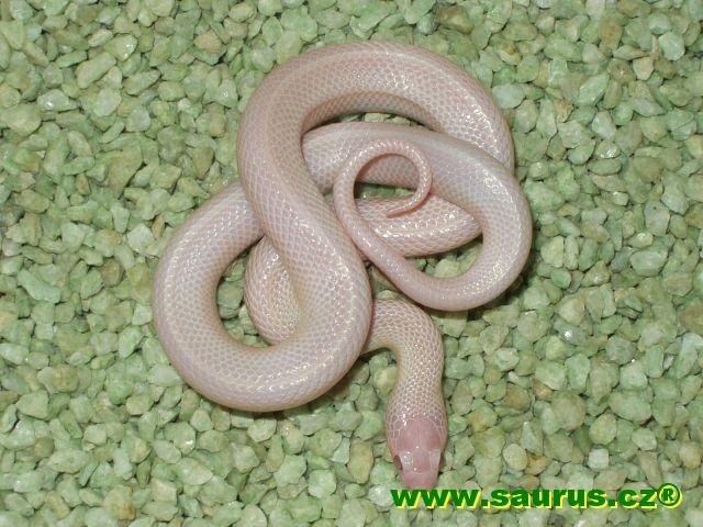 Amelano melanistic thayeri