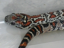 male 2 detail of color