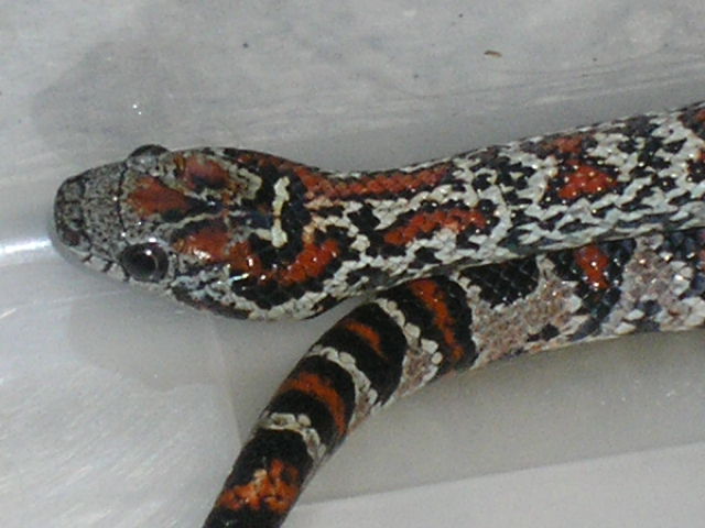 male 2 detail of color