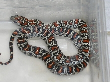 Male 2 Granit mex mex.