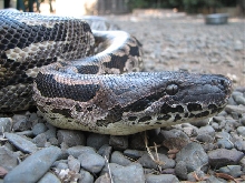 Female Dumeril 1