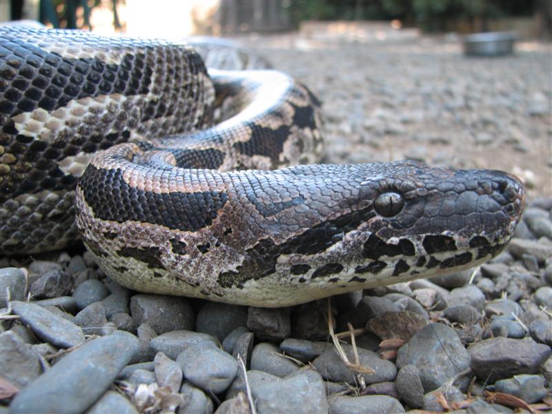 Female Dumeril 1