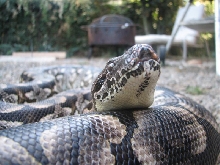 Female Dumeril 2