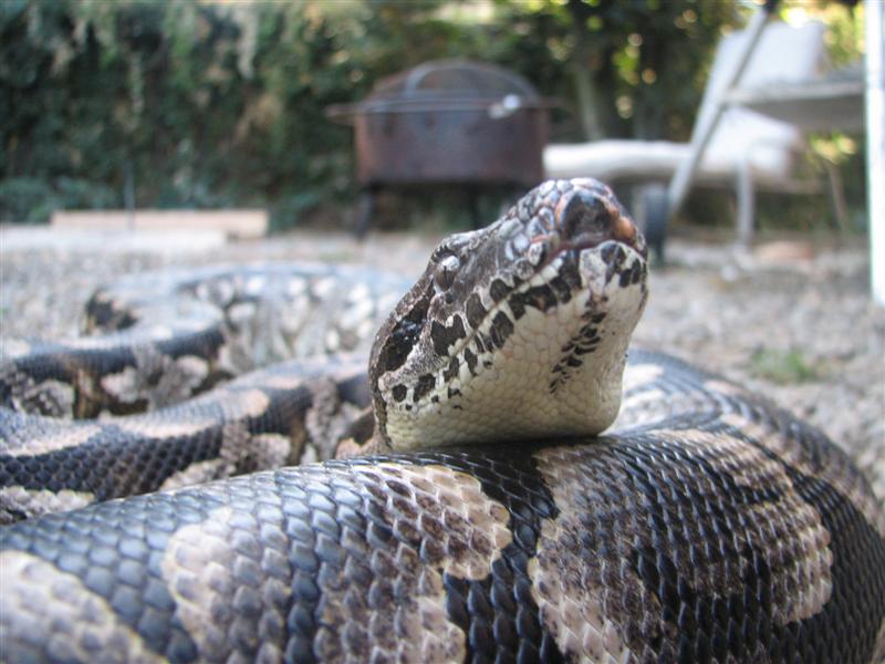 Female Dumeril 2