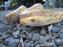 Male purple albino retic 1