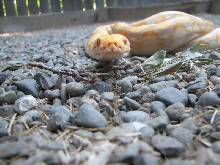 Male purple albino retic 2