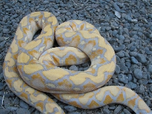 Male purple albino retic 3