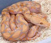 My New Purple albino male from Mike Wilbanks