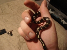 My new King