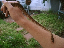 New pics of my Python