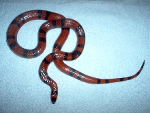 Adult Female Breeder - Crystal