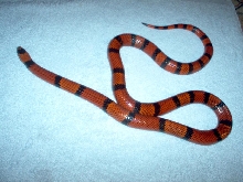 Adult Male Breeder - Het Aberant - Einstein