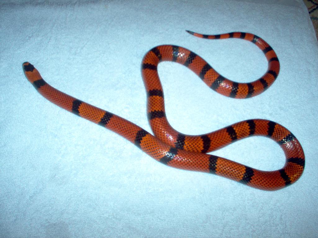 Adult Male Breeder - Het Aberant - Einstein
