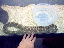 Davis Mountains Bull Snake