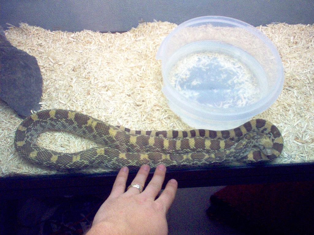 Davis Mountains Bull Snake