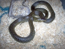 Speckled Kingsnake