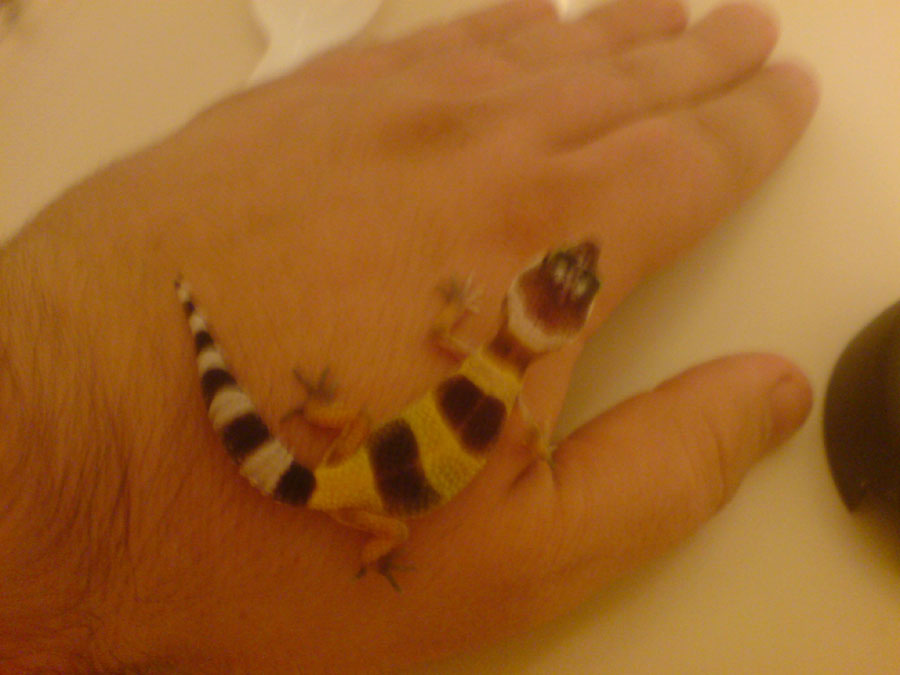 modjo 1