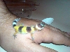 modjo 2