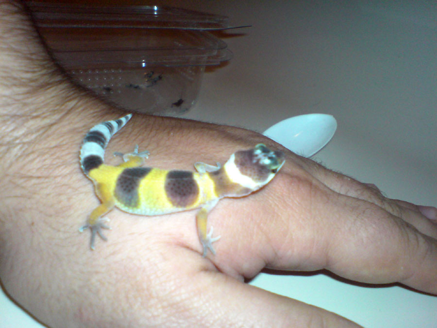 modjo 2