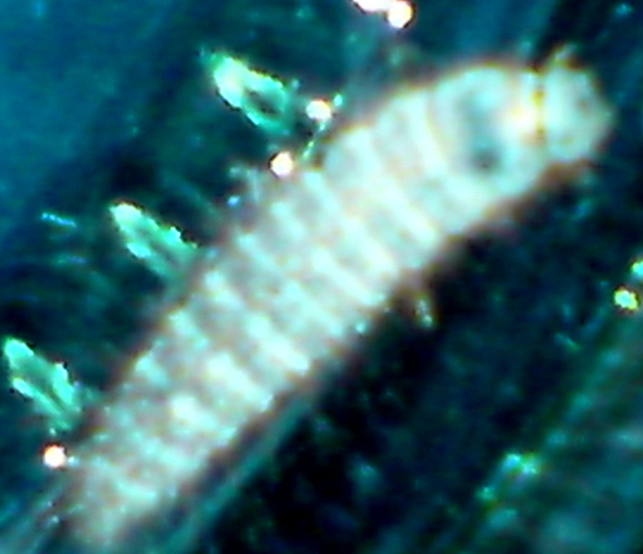 alien