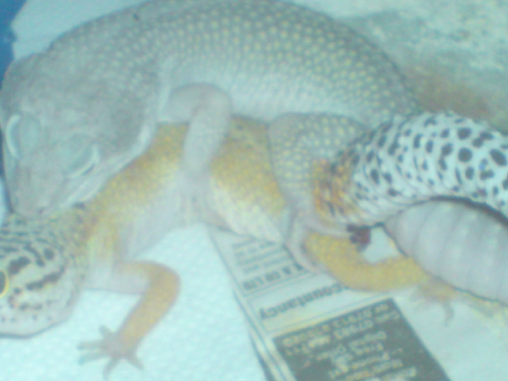 mating