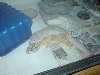 mating 1