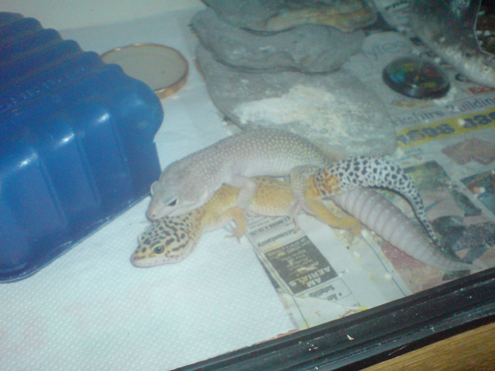 mating 1