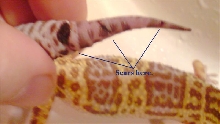 tail1