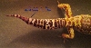 tail2