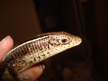My new lizard