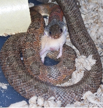 eating a mouse