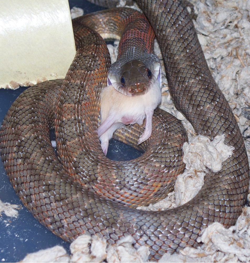 eating a mouse
