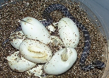 western foxsnakes