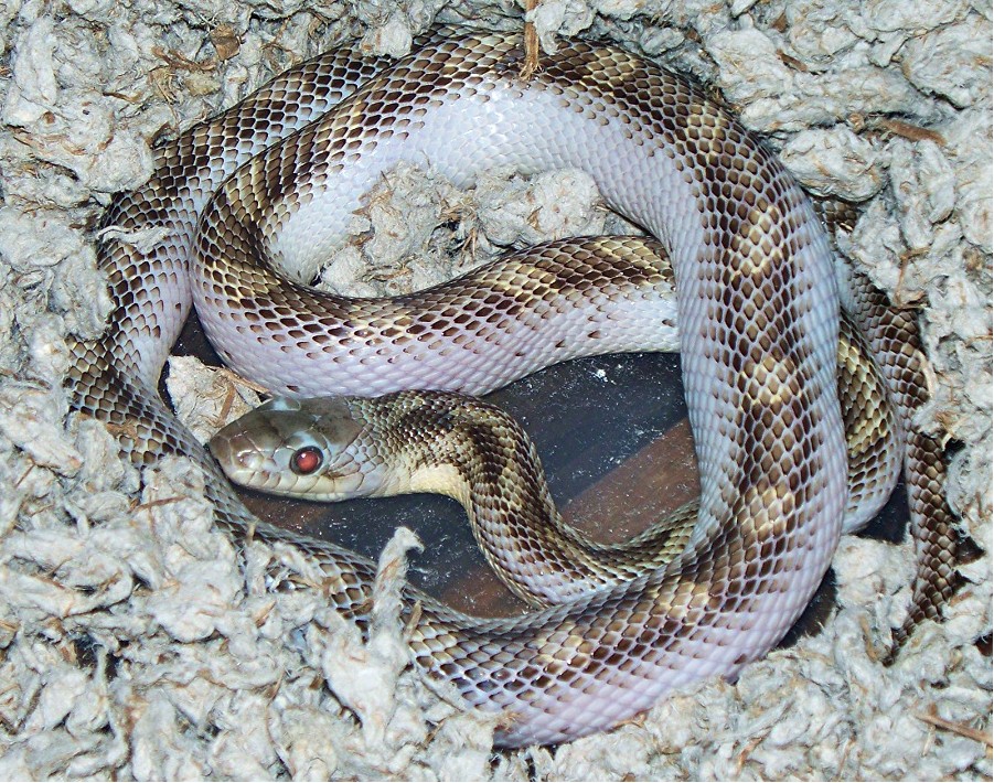 licorice black rat