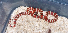 female santa rita arizona mtn. king