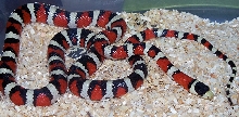 male santa rita arizona mtn king
