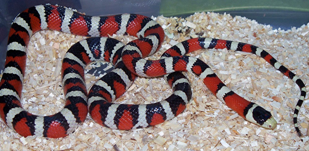 male santa rita arizona mtn king