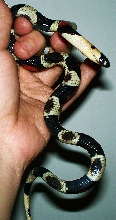 pueblan ventral