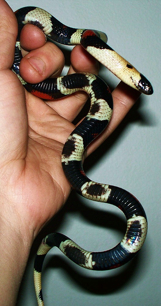 pueblan ventral