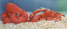 Tangerine V/P Honduran