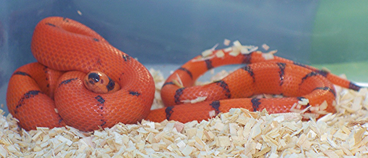 Tangerine V/P Honduran
