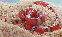 buckskin hypo honduran