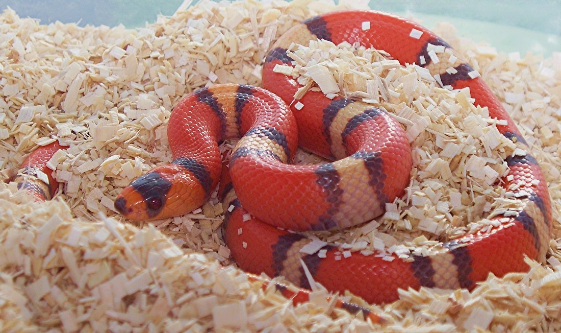 buckskin hypo honduran